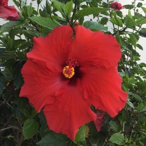 Meet your Posher, Channa